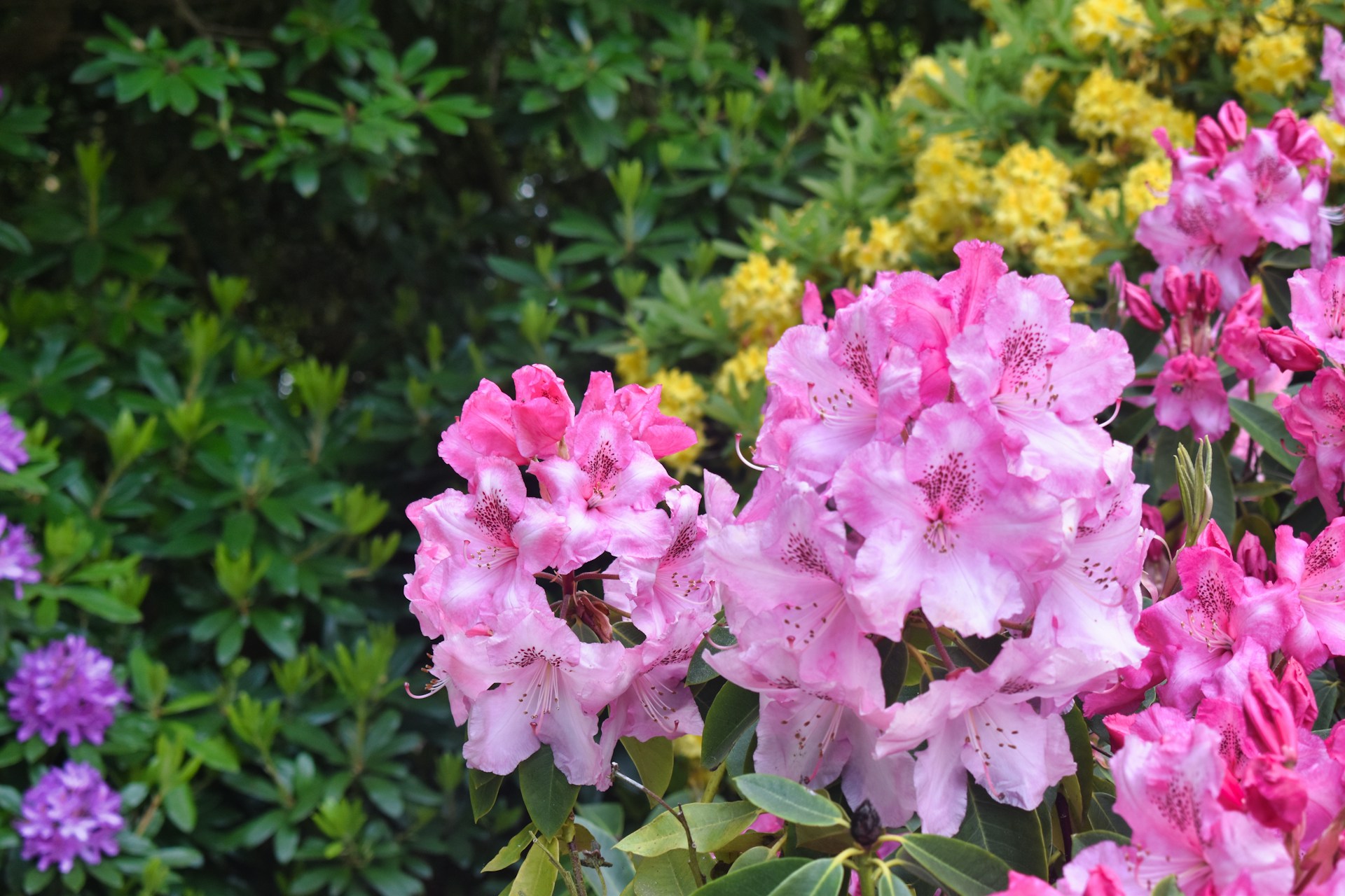 rhododendron bestellen