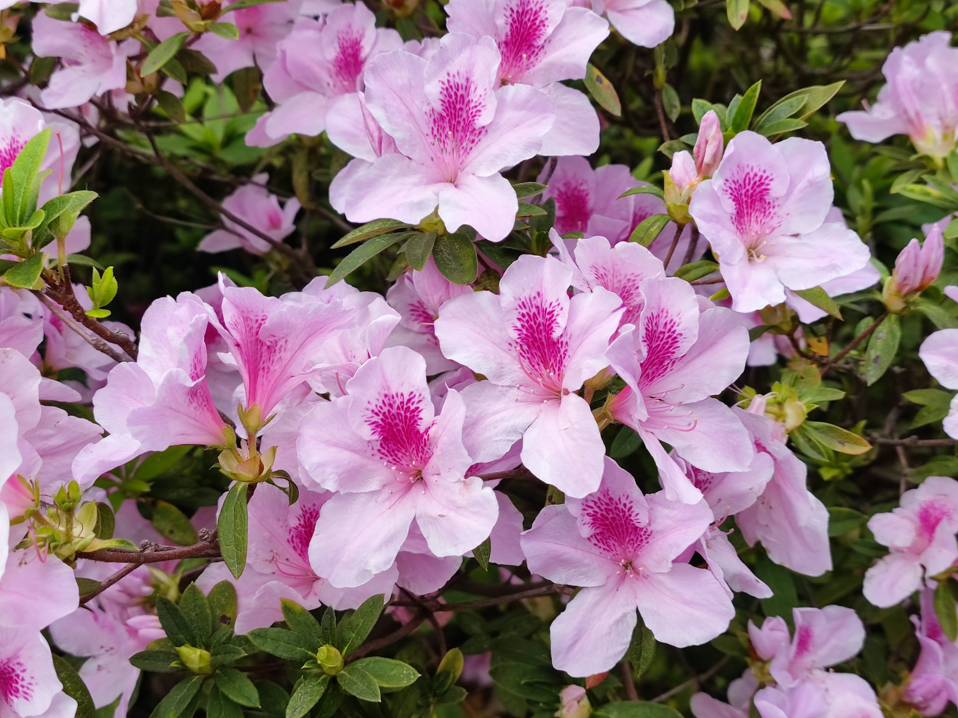 rhododendron bestellen rhododendron bestellen